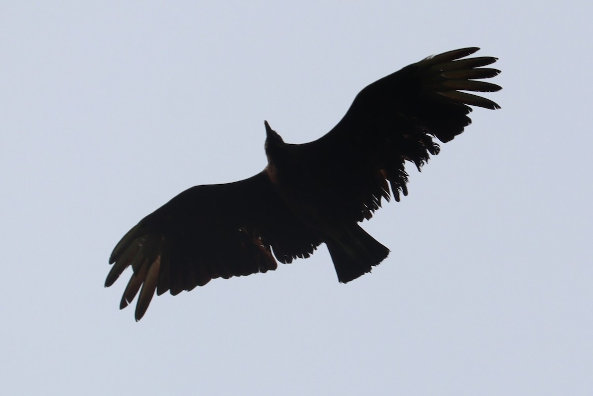 Black Vulture - ML576146541