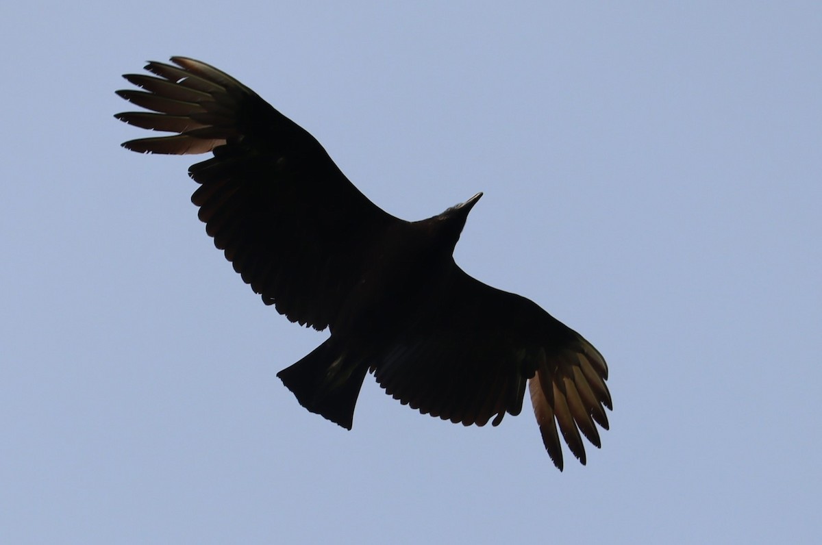 Black Vulture - ML576146551