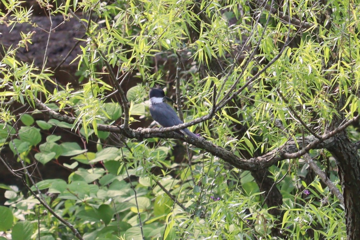 Belted Kingfisher - ML576147201