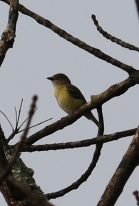 White-eyed Vireo - ML576147501