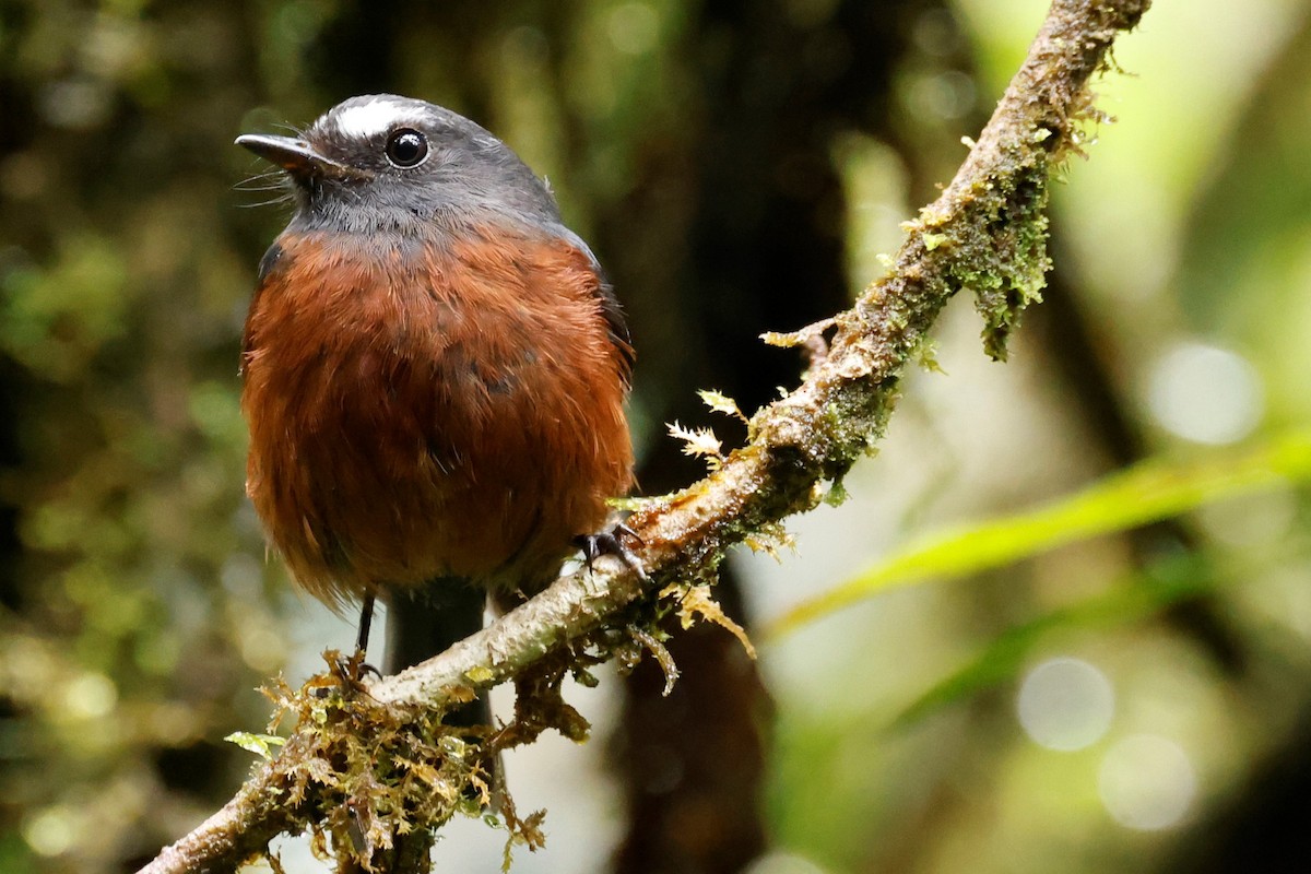 Chestnut-bellied Chat-Tyrant - John Mills