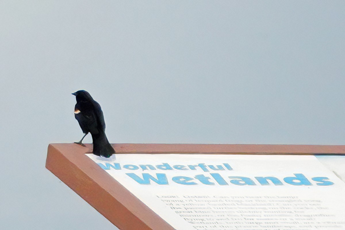 Red-winged Blackbird - Cheryl Vellenga