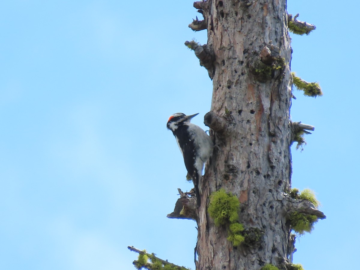 Hairy Woodpecker - ML576148261