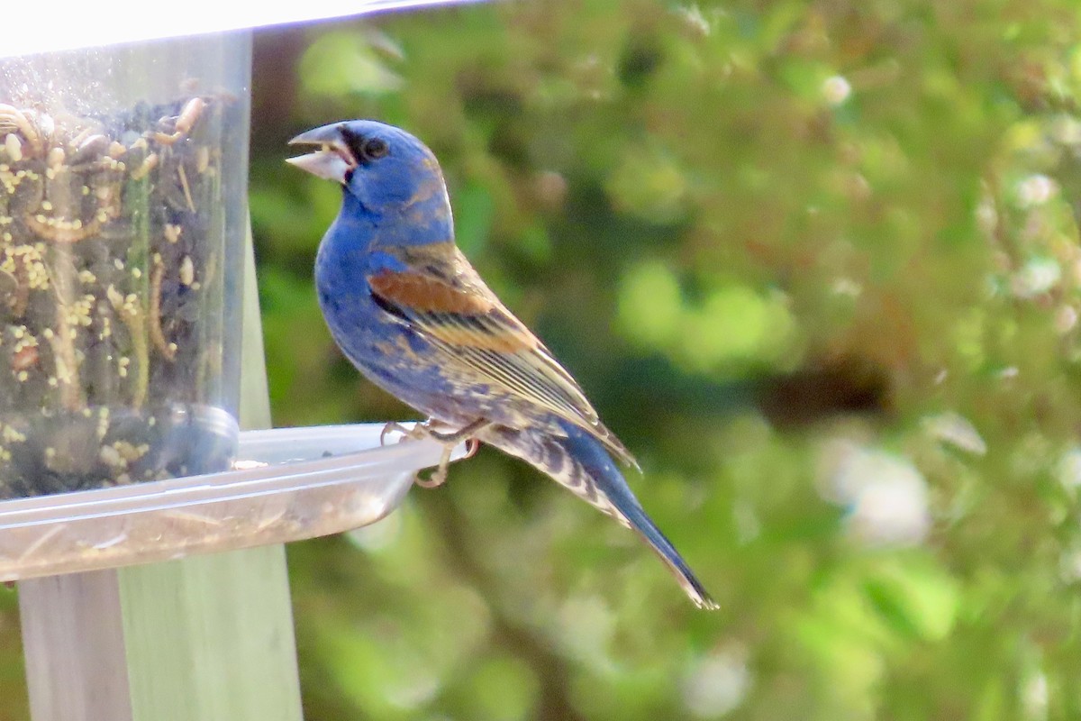 Blue Grosbeak - Jonathan Montgomery