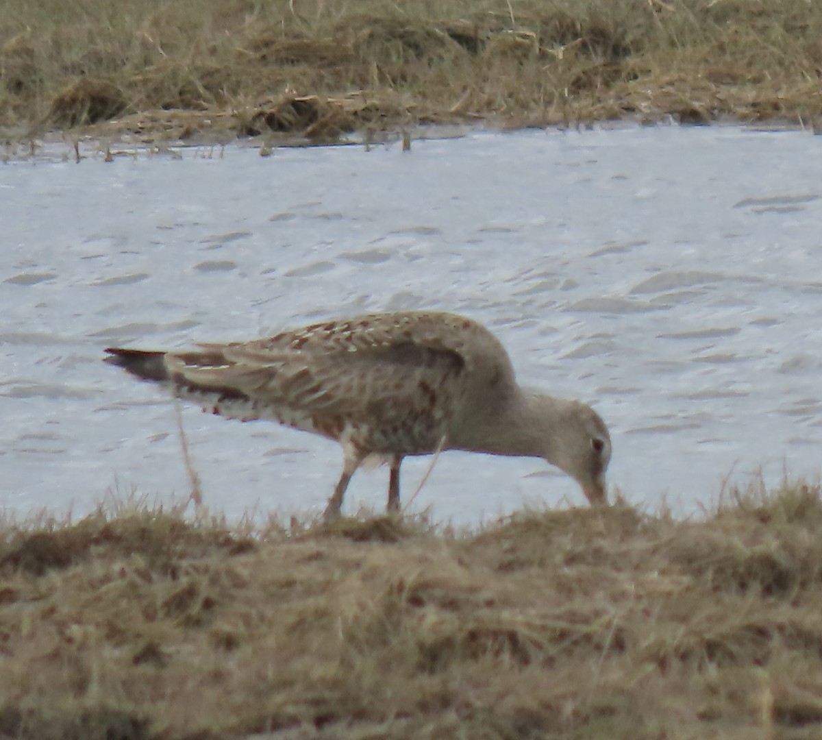 Hudsonian Godwit - ML576148751