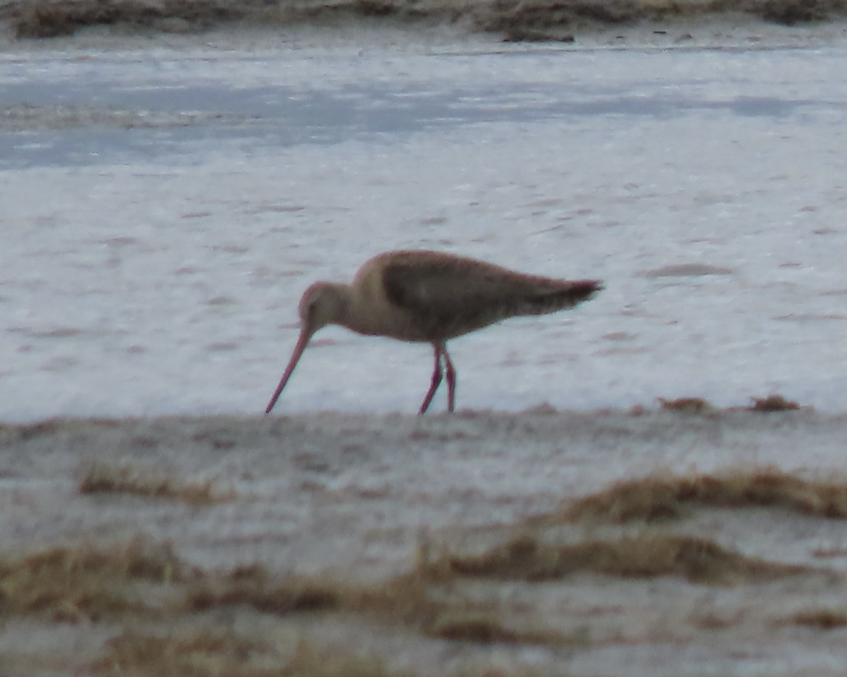 Hudsonian Godwit - Charlotte (Charlie) Sartor