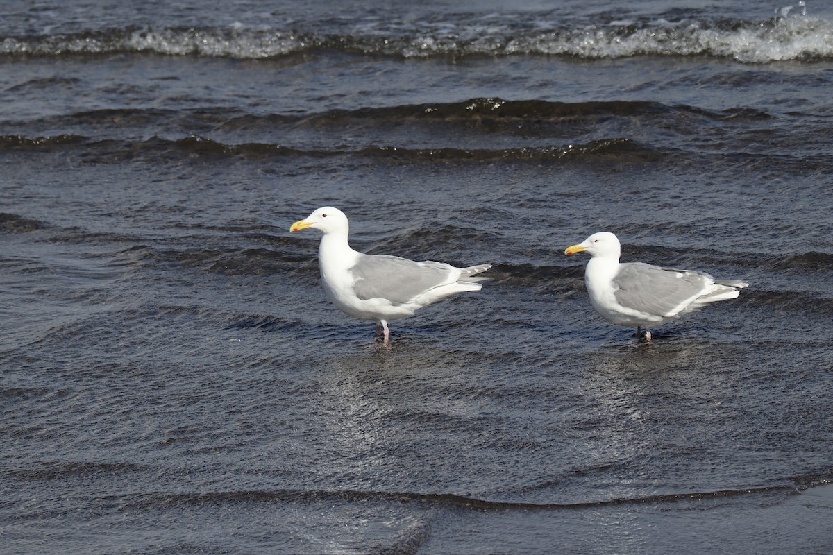 Gaviota de Bering - ML576148901