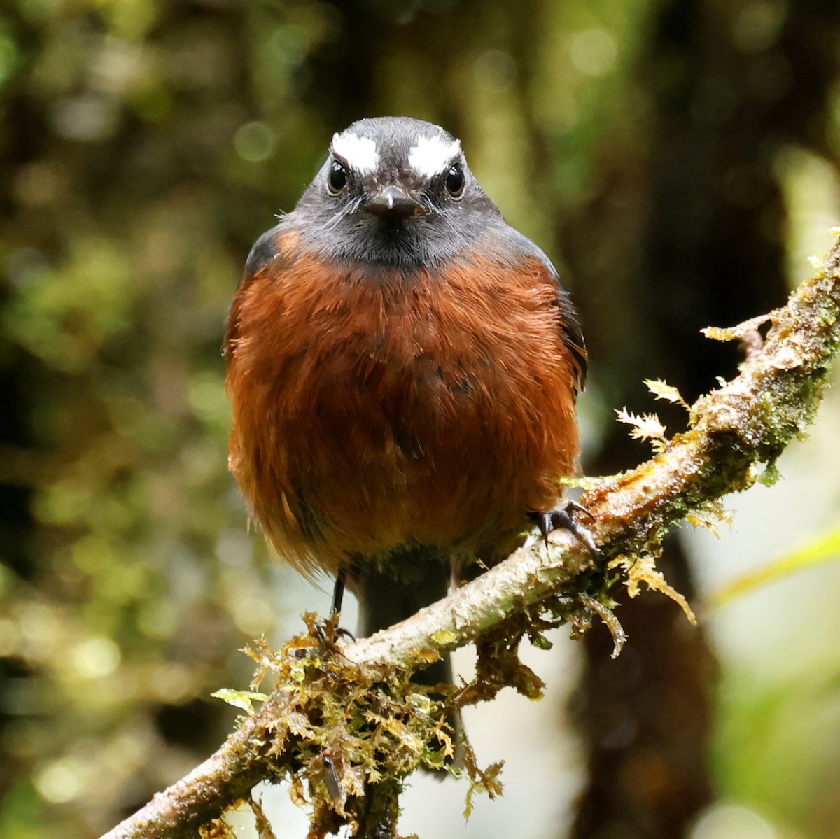 Chestnut-bellied Chat-Tyrant - ML576149001