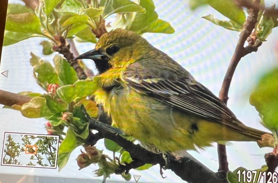 Orchard Oriole - ML576149221