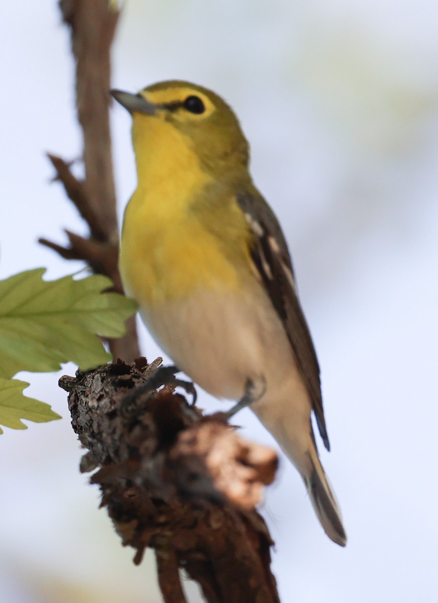 Yellow-throated Vireo - Kevin Halling