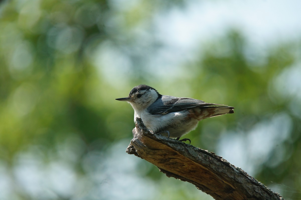 White-breasted Nuthatch - ML576149641