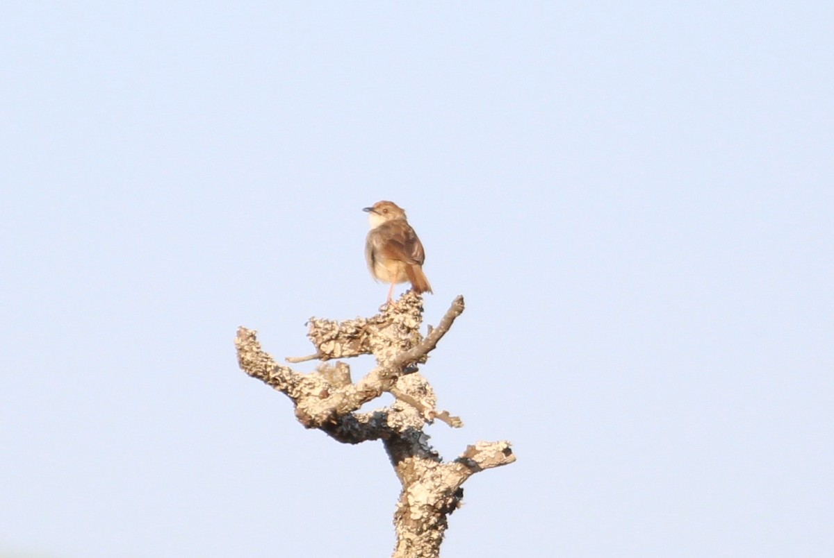 Trilling Cisticola - ML576150391