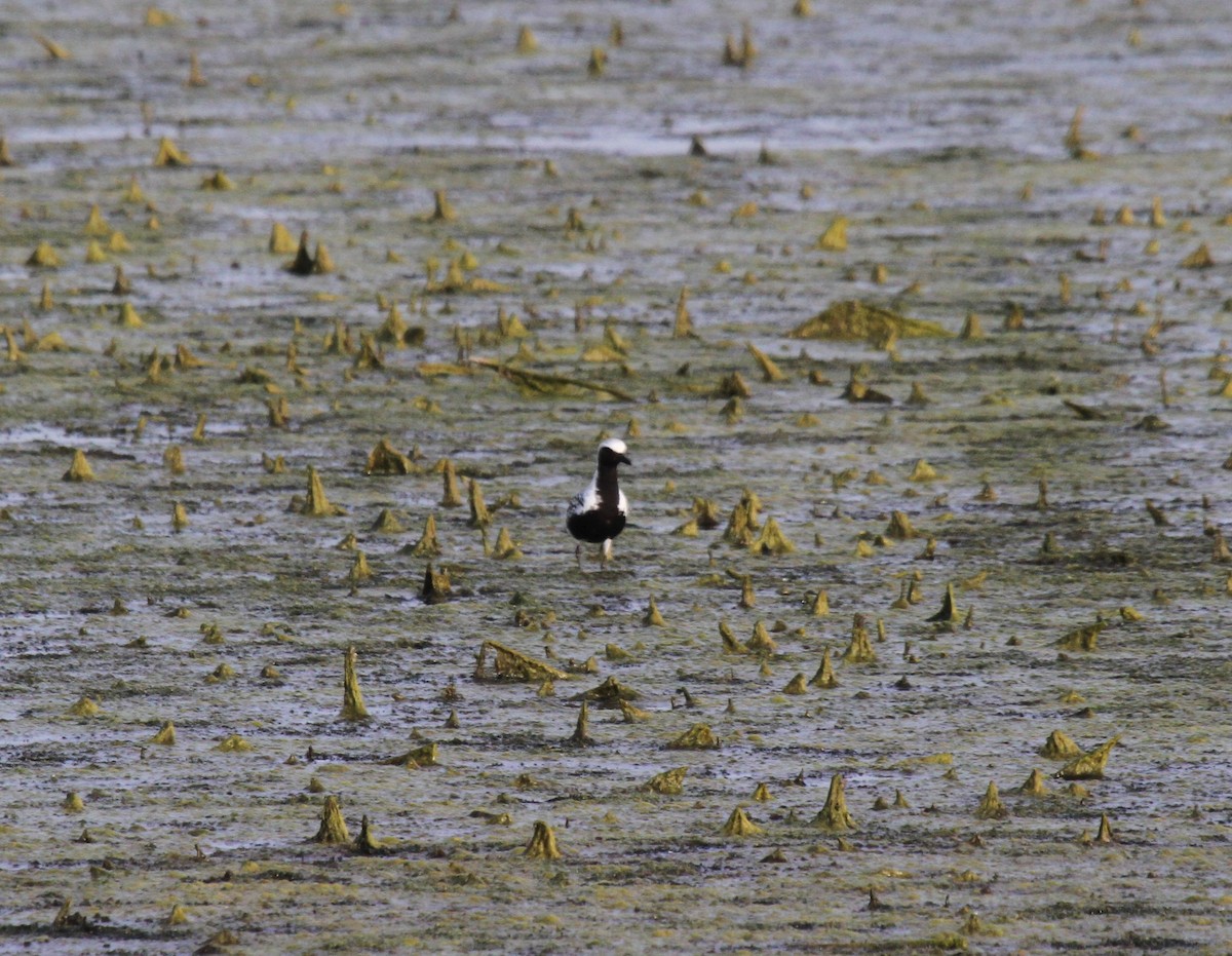 Black-bellied Plover - ML576150511