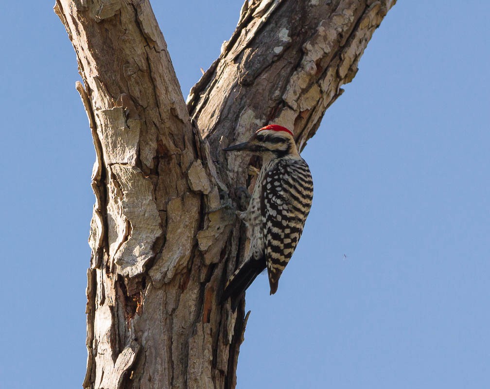 Ladder-backed Woodpecker - ML57615091