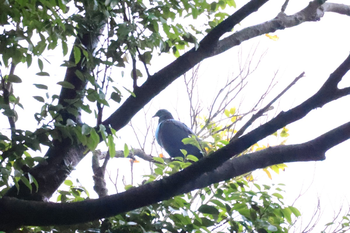 Black Wood-Pigeon - ML576151791