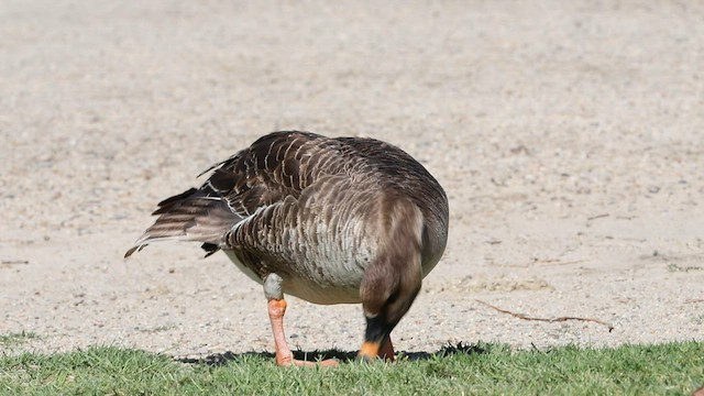 Tundra Bean-Goose - ML576151831