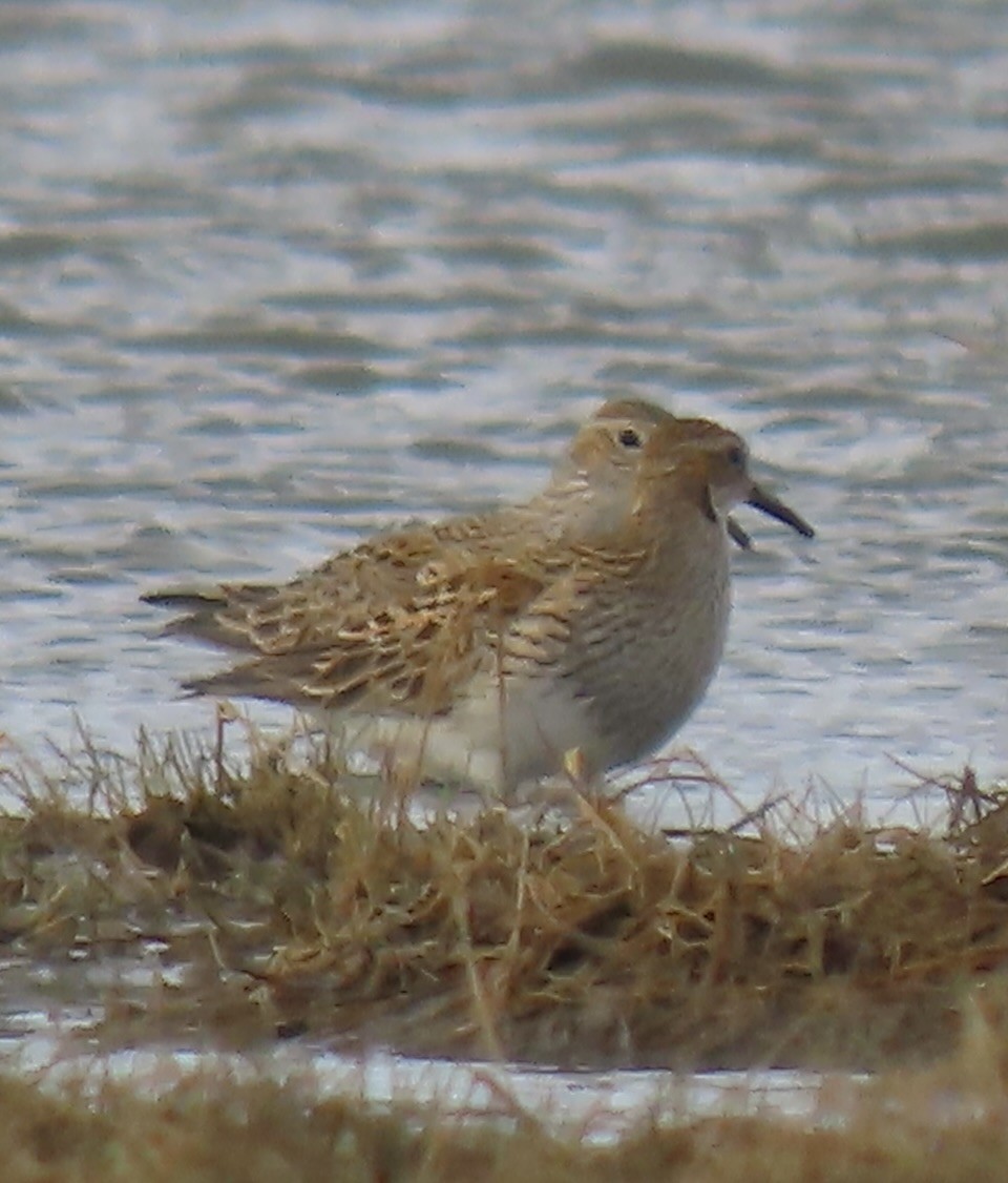 Pectoral Sandpiper - ML576152101