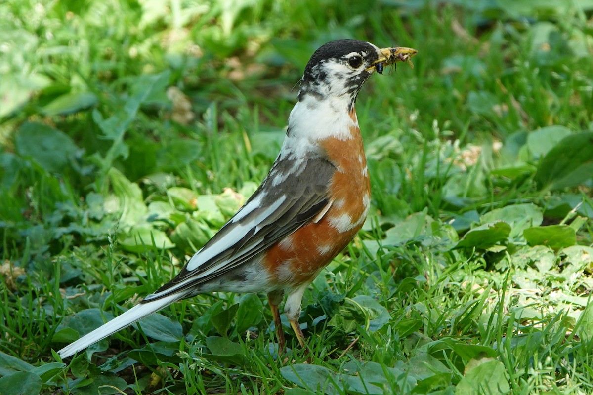 American Robin - ML576152111