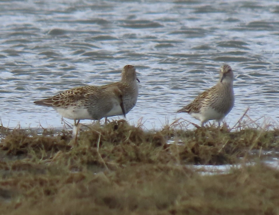 Pectoral Sandpiper - ML576152131