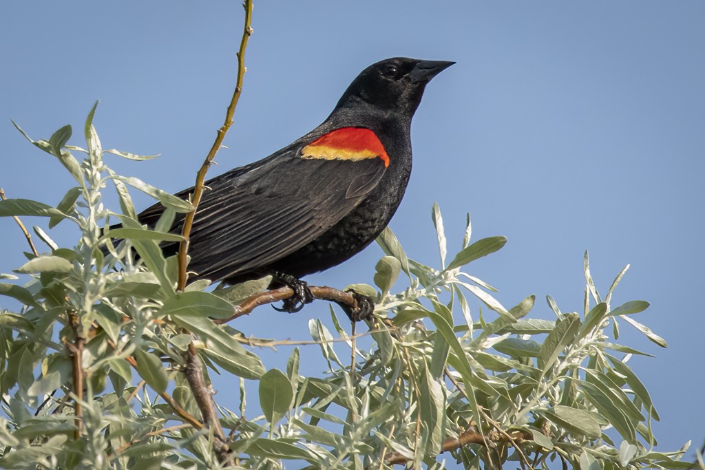 Red-winged Blackbird - John Richards