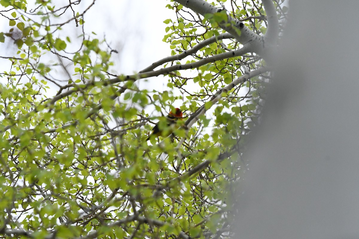 Western Tanager - ML576153211