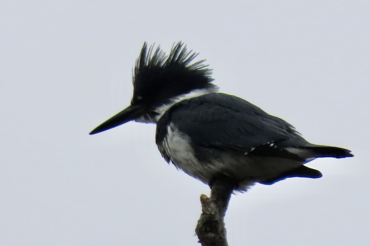 Belted Kingfisher - ML576154821