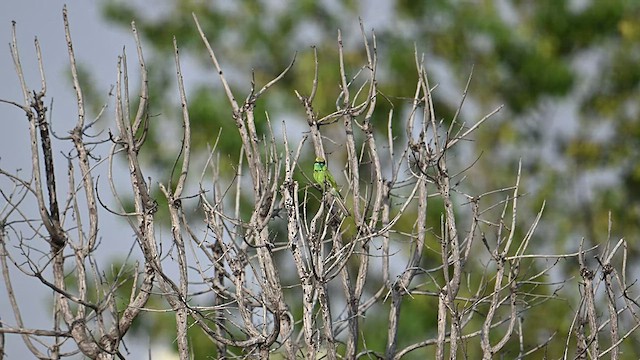 Abejaruco Esmeralda Oriental - ML576154951