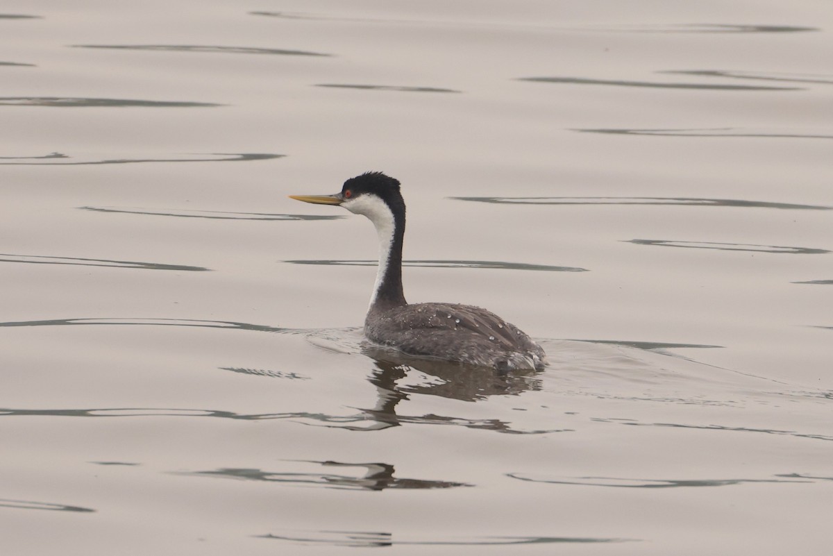 Western Grebe - ML576155621