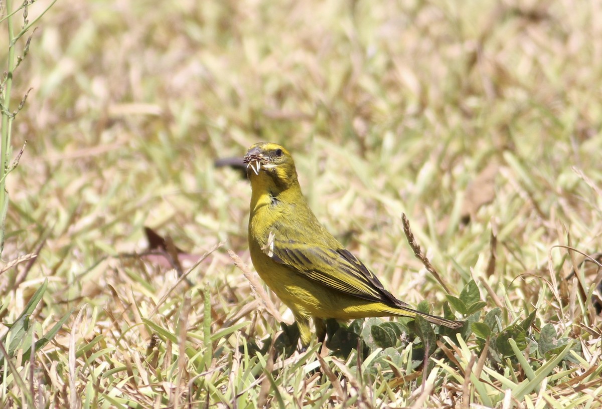 Brimstone Canary - ML576155701