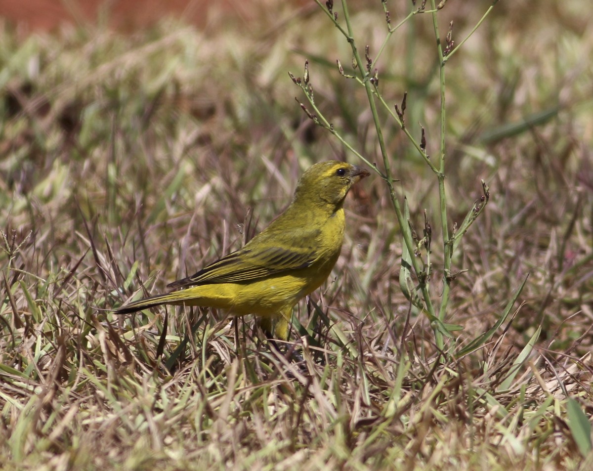 Brimstone Canary - ML576155711