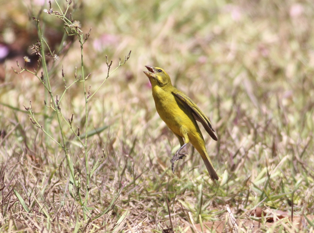 Brimstone Canary - ML576155721