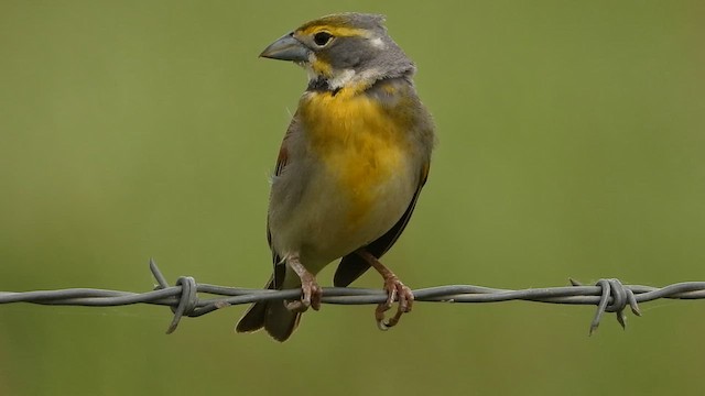 Dickcissel d'Amérique - ML576155751