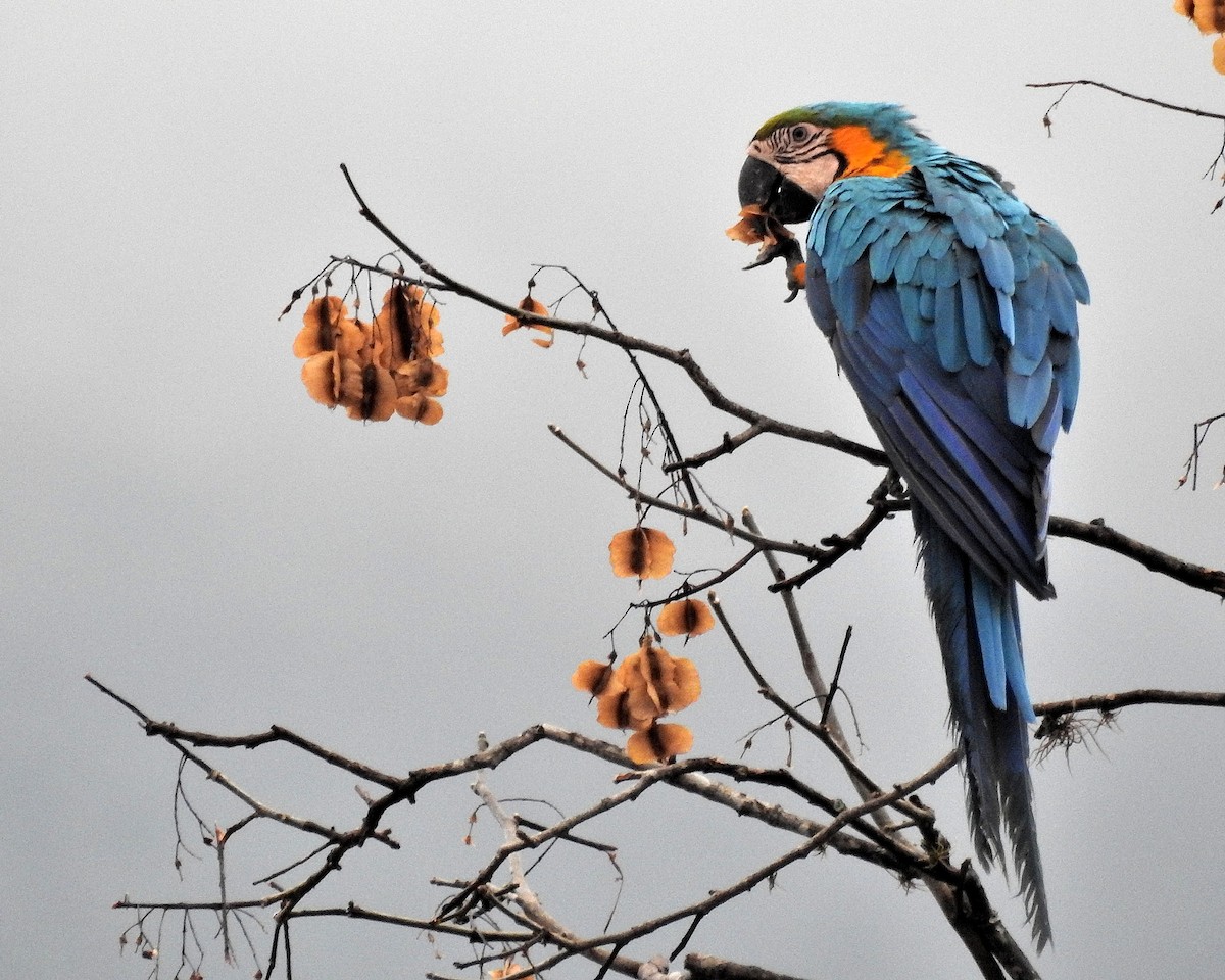 Blue-and-yellow Macaw - ML576155861