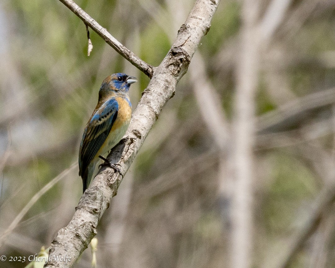 Lazuli Bunting - ML576157011