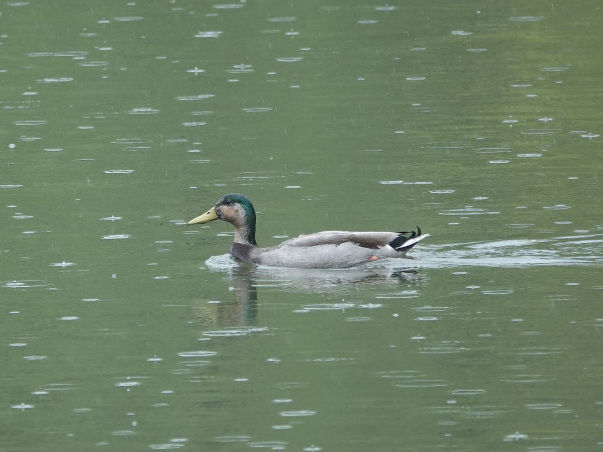 Mallard x American Black Duck (hybrid) - ML576157171