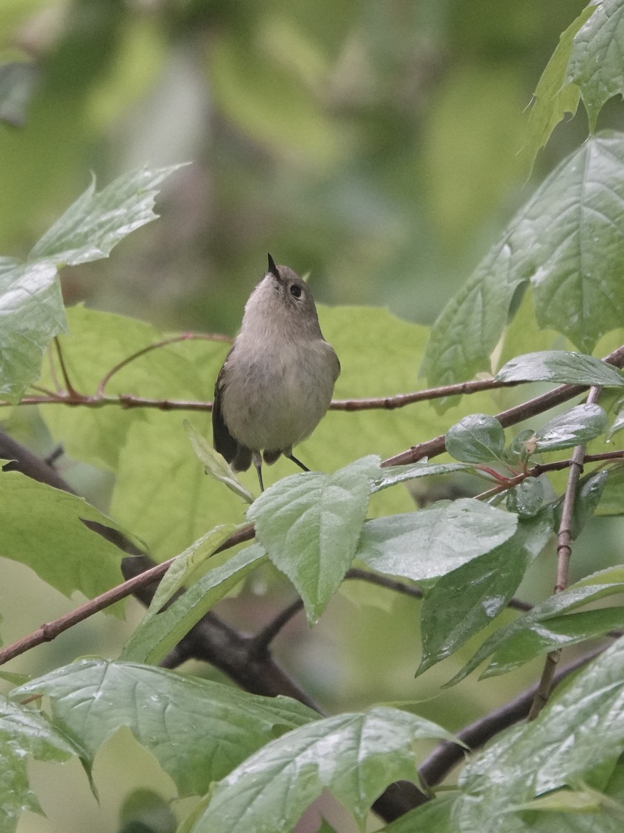 Ruby-crowned Kinglet - ML576157901