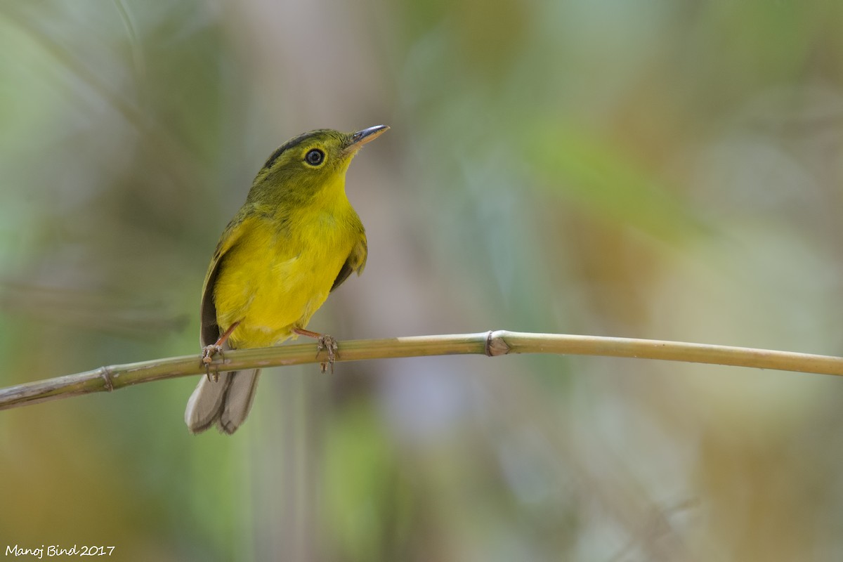 Green-crowned Warbler - Manoj Bind