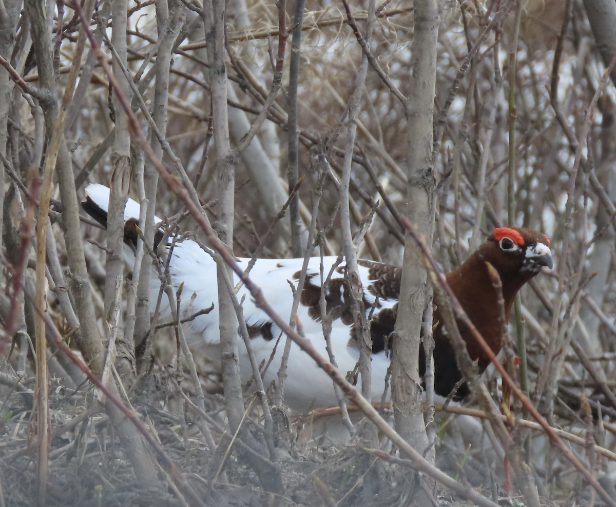 Willow Ptarmigan - Charlotte (Charlie) Sartor