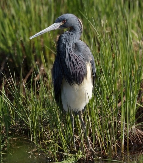 Tricolored Heron - ML576159581
