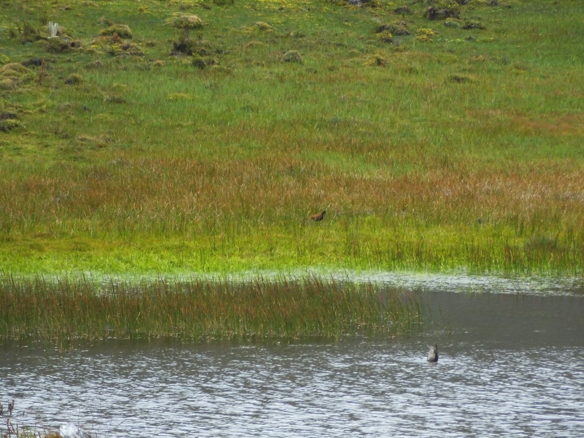 Wattled Jacana - ML57616011