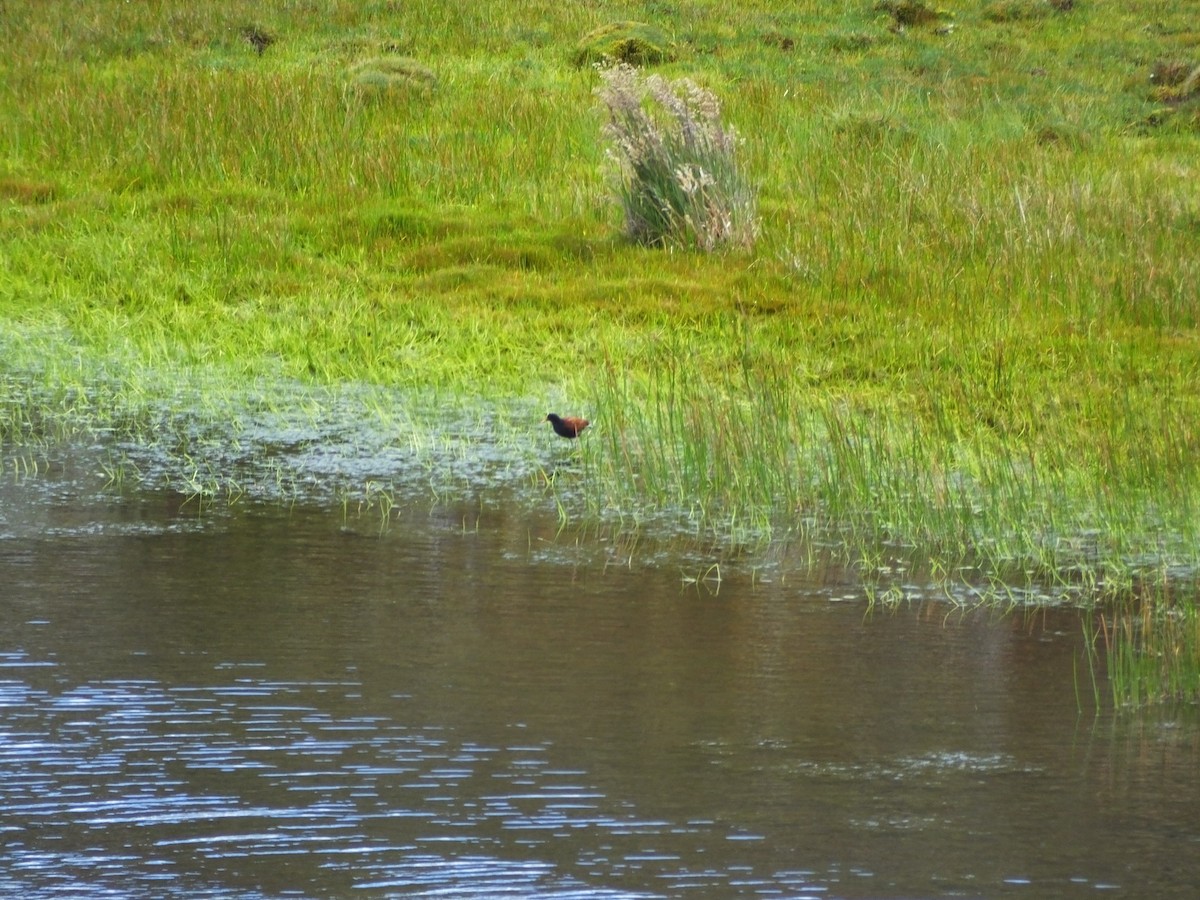 Wattled Jacana - ML57616041