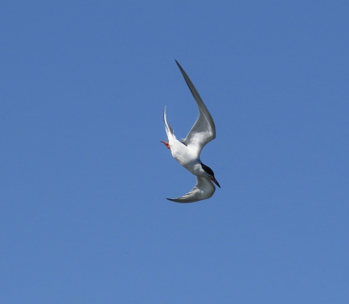 Forster's Tern - ML576161081