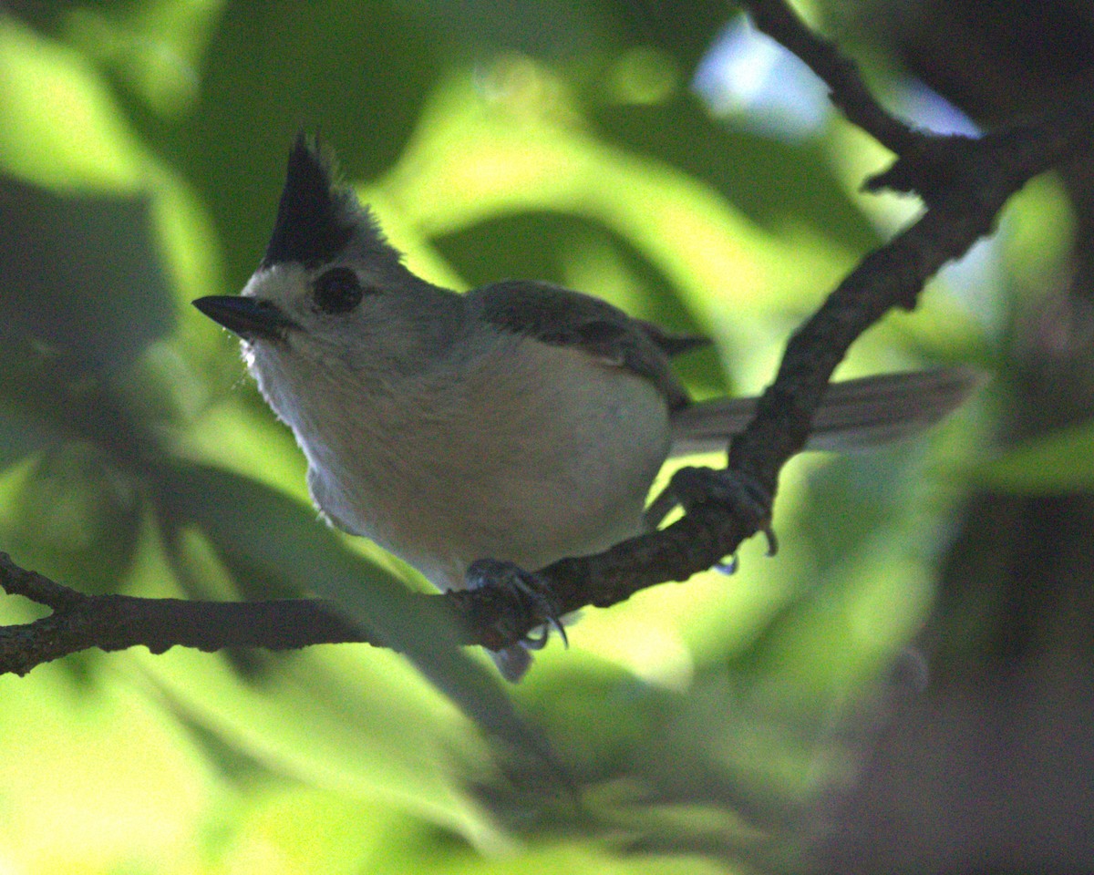 Mésange à plumet noir - ML576161511