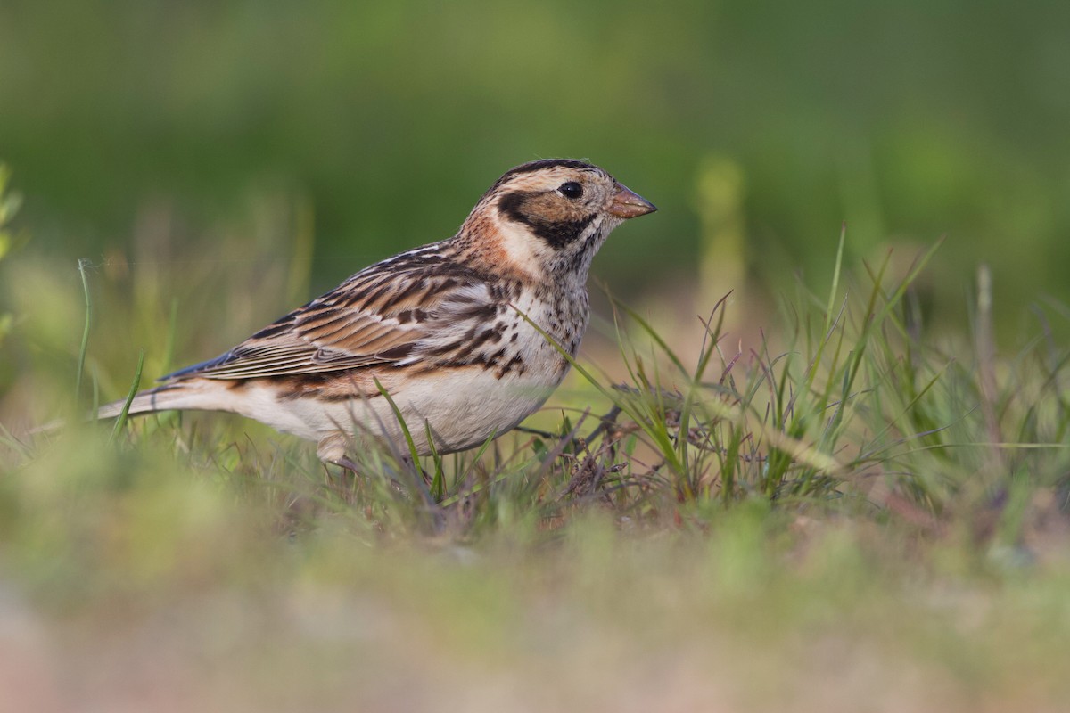 Lapland Longspur - Kyle Lima