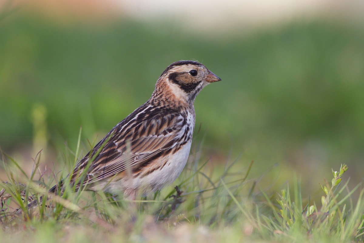 Lapland Longspur - Kyle Lima