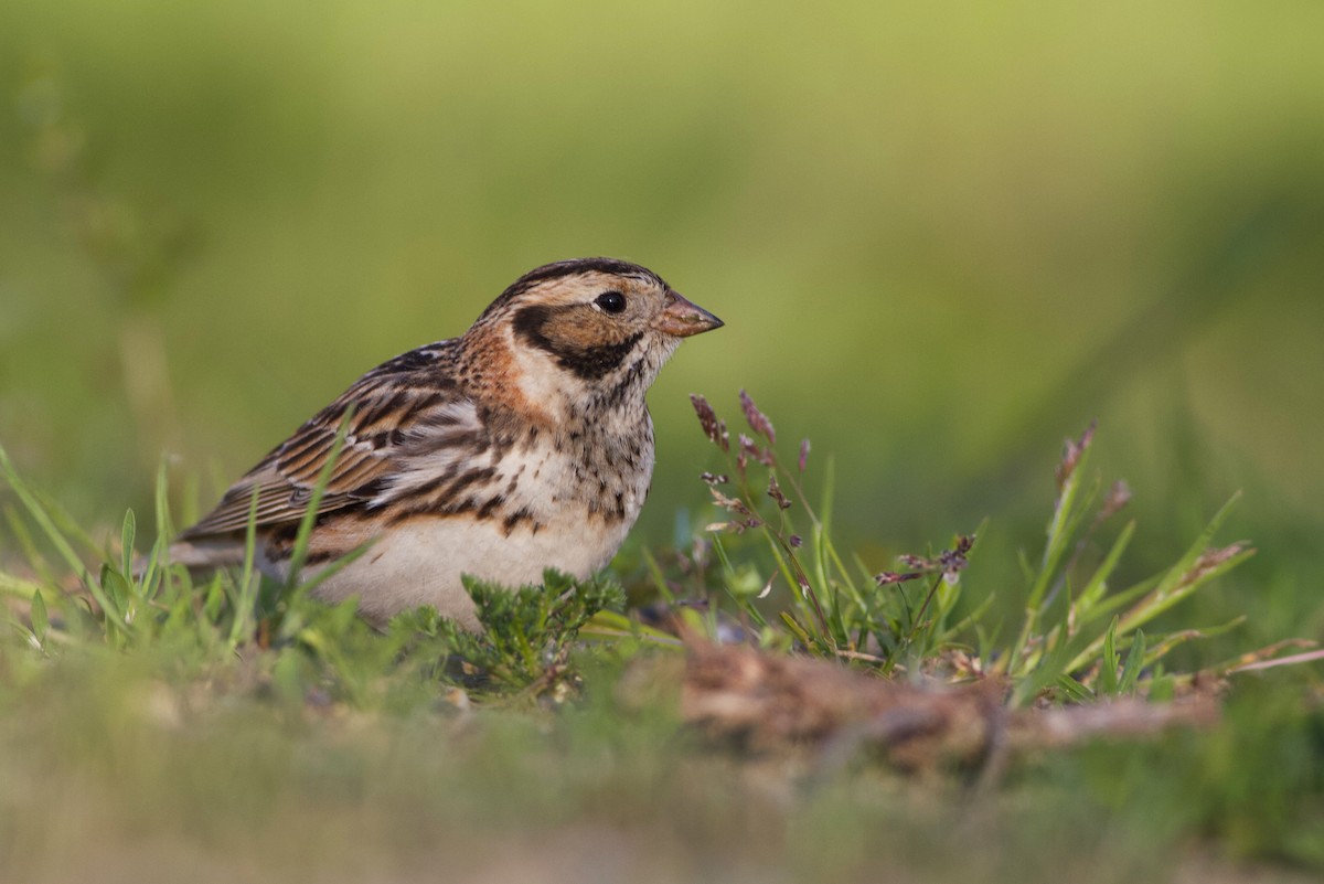 Lapland Longspur - Kyle Lima