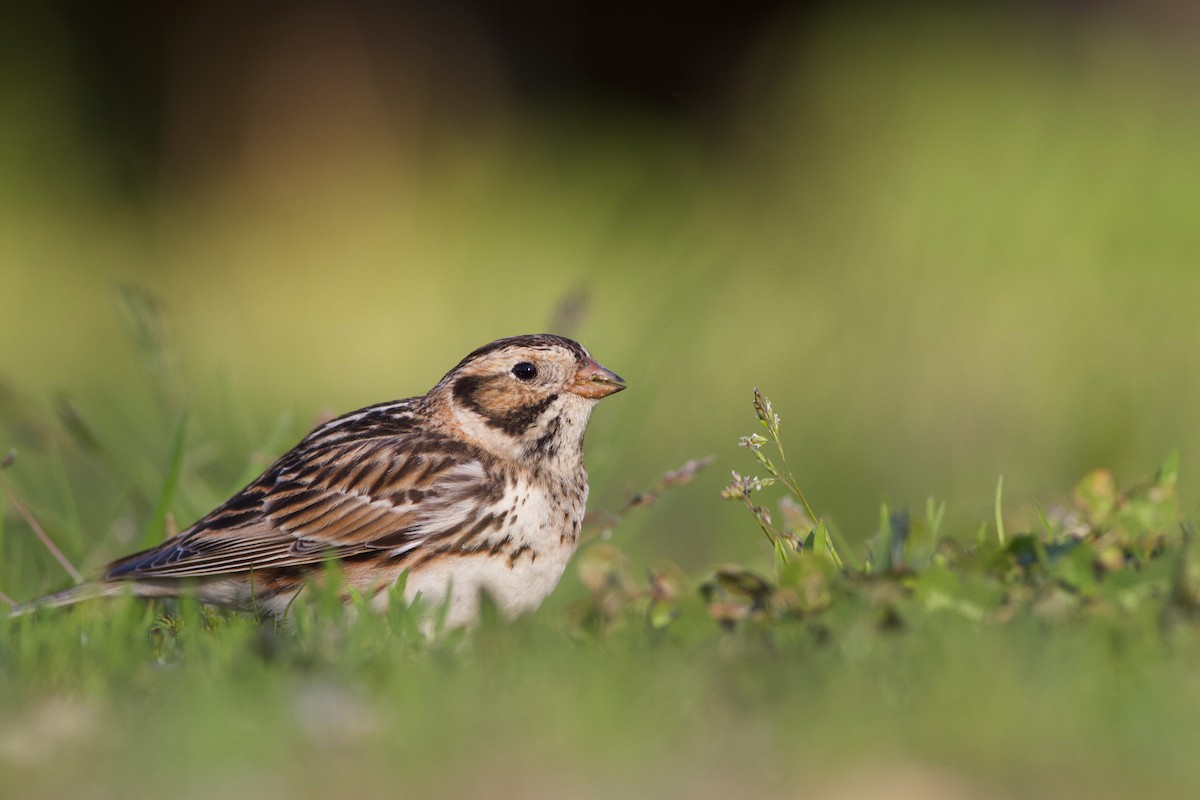 Lapland Longspur - Kyle Lima