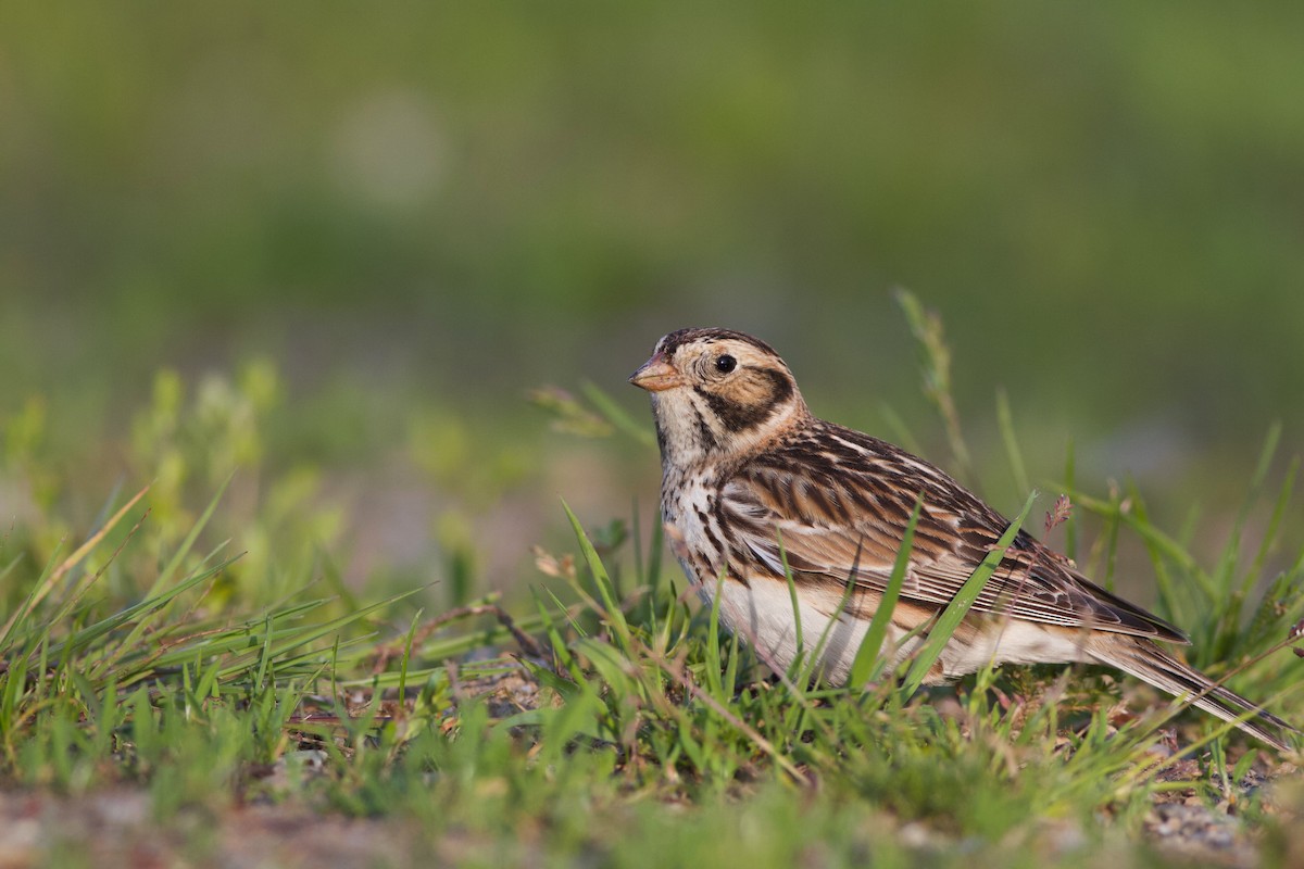 Lapland Longspur - ML576161621