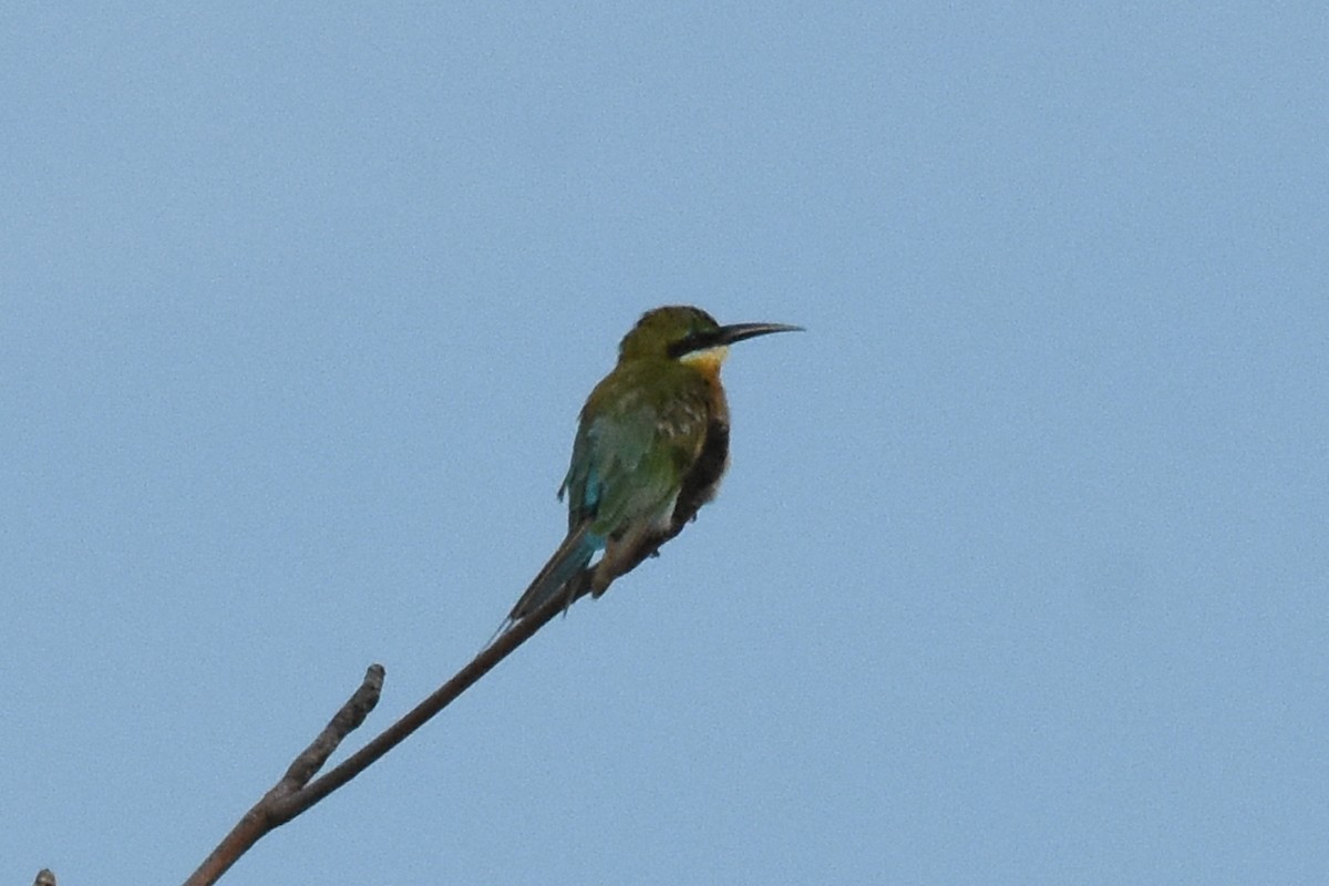 Blue-tailed Bee-eater - ML57616291