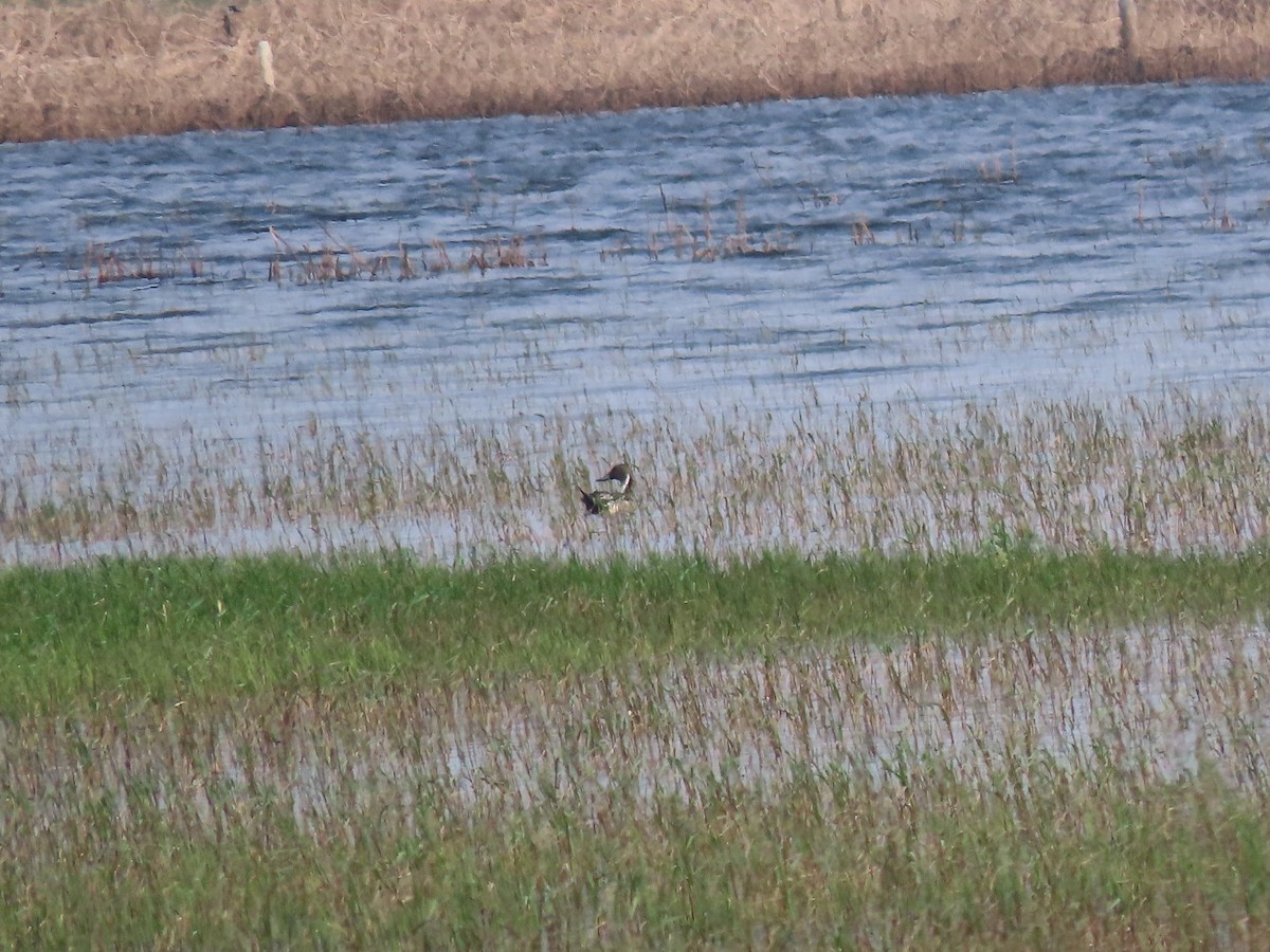 Northern Pintail - ML576163001